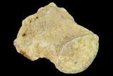 Fossil Mosasaur (Platecarpus) Caudal Vertebra - Kansas #136496-2